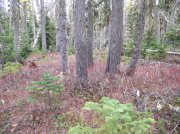 Newton Creek Oct 16 2005 079 